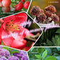 ✨Slow-Release Tablet Organic Fertilizer