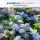 Mixed-Color Hydrangea Seeds