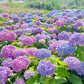 Mixed-Color Hydrangea Seeds