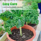 Non-GMO Edible Kale Seeds