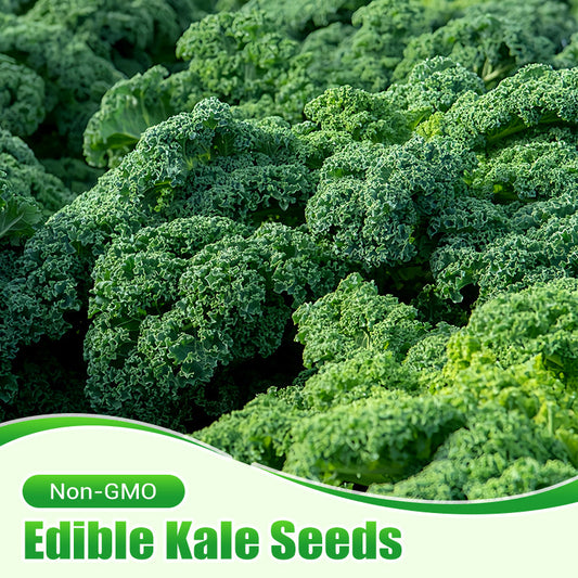Non-GMO Edible Kale Seeds