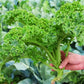 Non-GMO Edible Kale Seeds