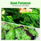 Non-GMO Edible Kale Seeds