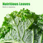 Non-GMO Edible Kale Seeds
