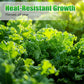 Non-GMO Edible Kale Seeds