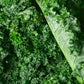 Non-GMO Edible Kale Seeds