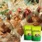 Egg Booster Feed Supplement