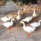 Large-Capacity Round Poultry Feed Trough