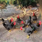 Large-Capacity Round Poultry Feed Trough