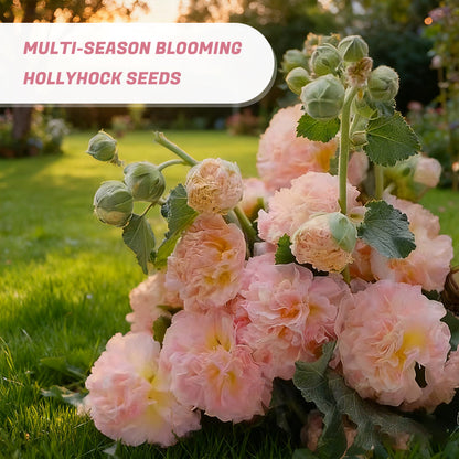 Multi-Season Blooming Hollyhock Seeds