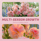 🌸 Multi-season flowering hollyhock seeds🌸