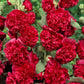 Multi-Season Blooming Hollyhock Seeds