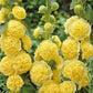 Multi-Season Blooming Hollyhock Seeds