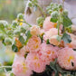 Multi-Season Blooming Hollyhock Seeds