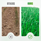 Hardy & Fast-Growing Ryegrass Seeds