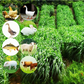 Hardy & Fast-Growing Ryegrass Seeds