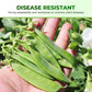 Sweet Crisp Dutch Pea Seeds