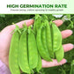 Sweet Crisp Dutch Pea Seeds