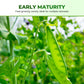 Sweet Crisp Dutch Pea Seeds