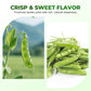 Sweet Crisp Dutch Pea Seeds