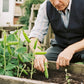 Sweet Crisp Dutch Pea Seeds