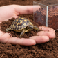 Sterilized Low-Salt Coconut Brick Ideal for Reptile Hibernation