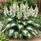 Easy to Grow Hosta Seeds for Gardens