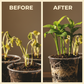 Rooting Hormone Solution for Stem Cuttings
