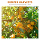 Slow-Release Orange Tree Food